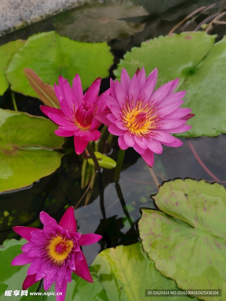 三朵盛开的红睡莲