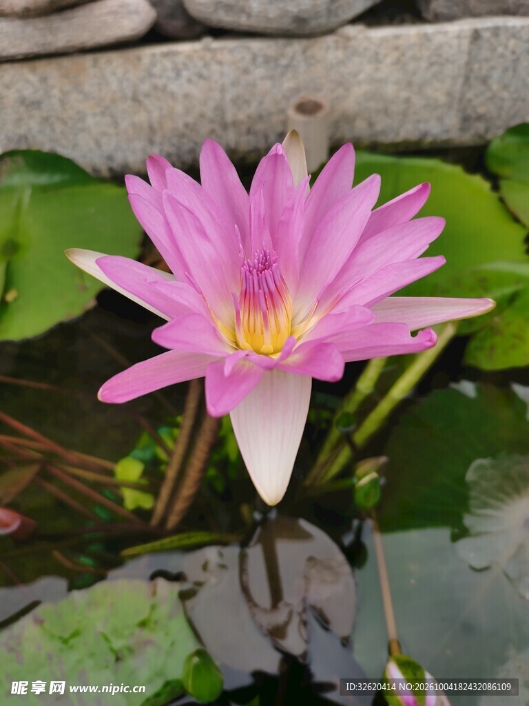 盛开的粉色睡莲