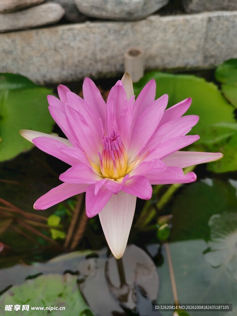 盛开的粉色睡莲