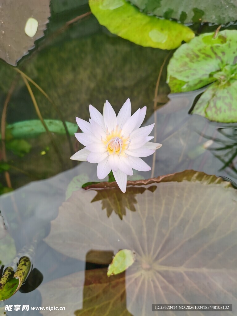 夏日池塘白睡莲