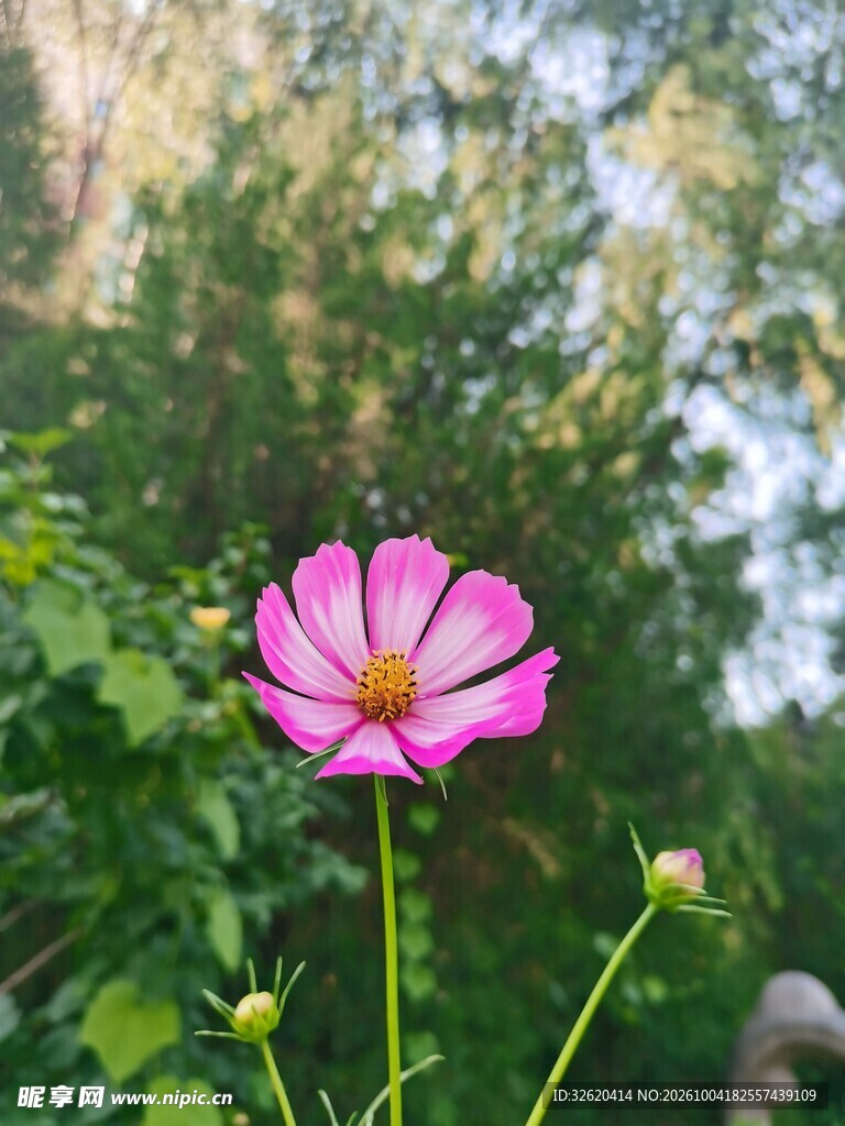 粉色格桑花特写
