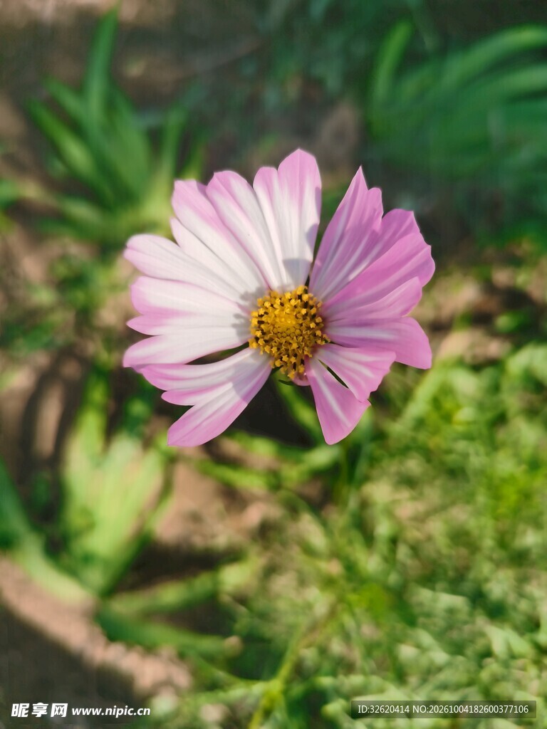淡粉波斯菊特写
