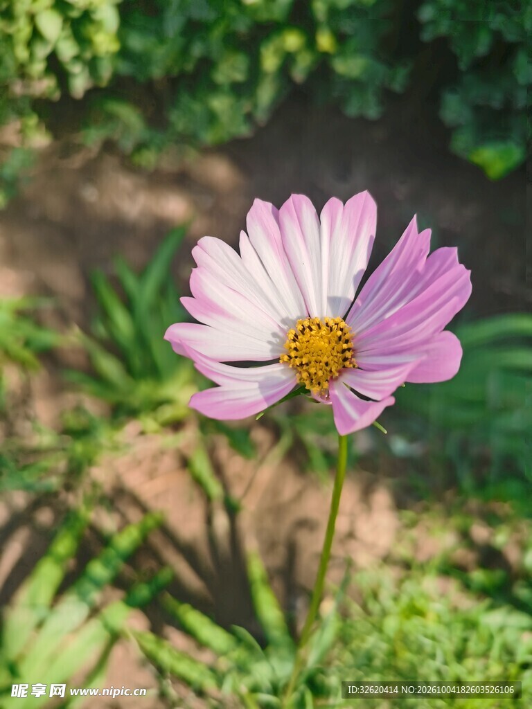 格桑花