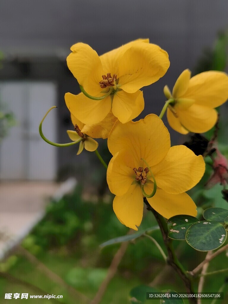 明黄决明花簇特写