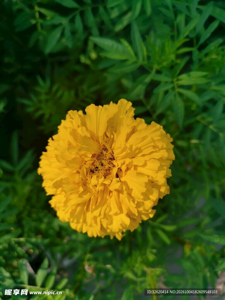 万寿菊