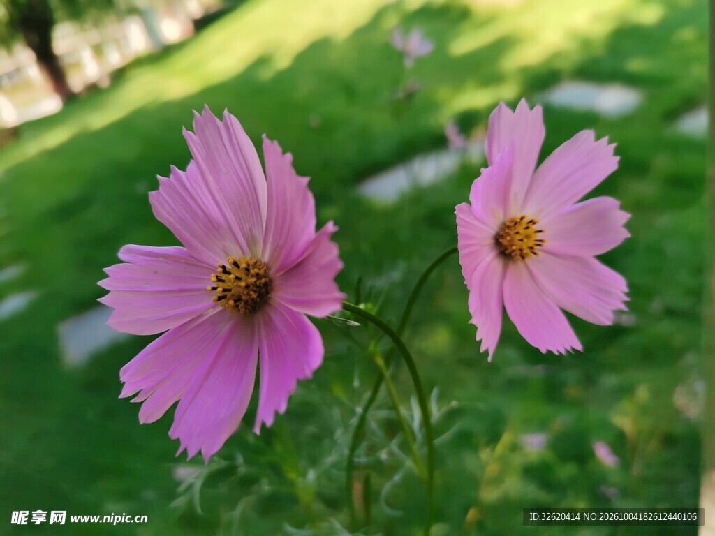 两朵粉紫格桑花