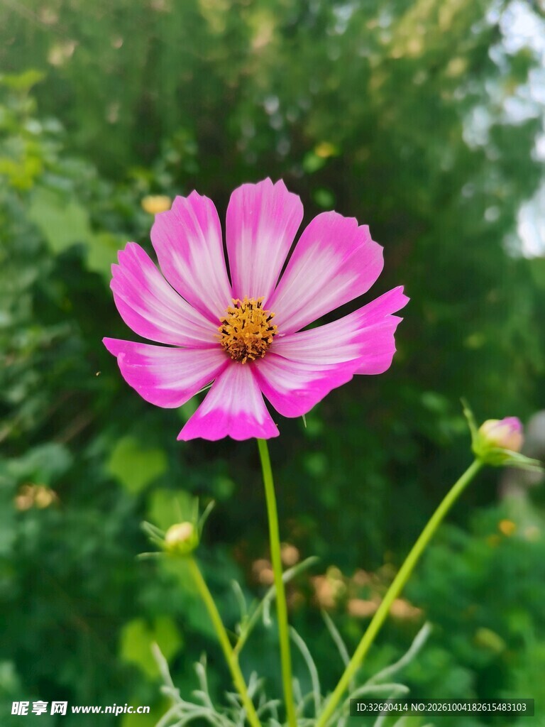 粉色格桑花清新绽放