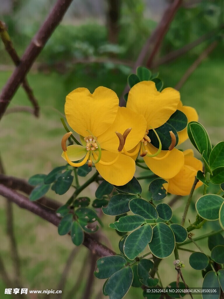 枝头明黄决明花