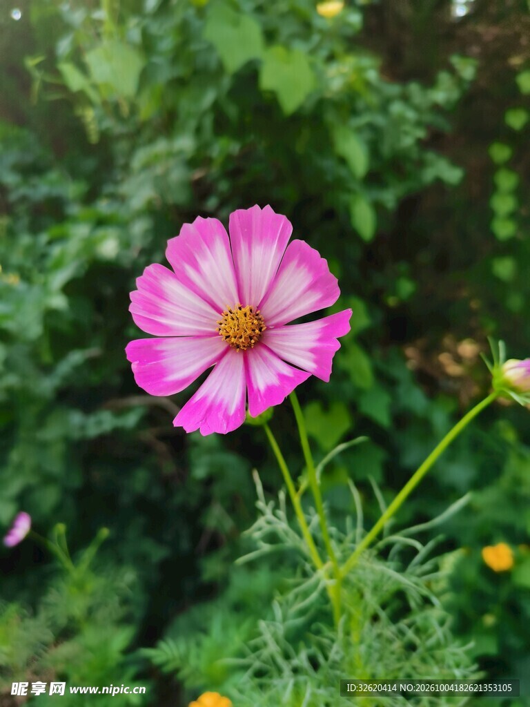 粉色波斯菊清新绽放