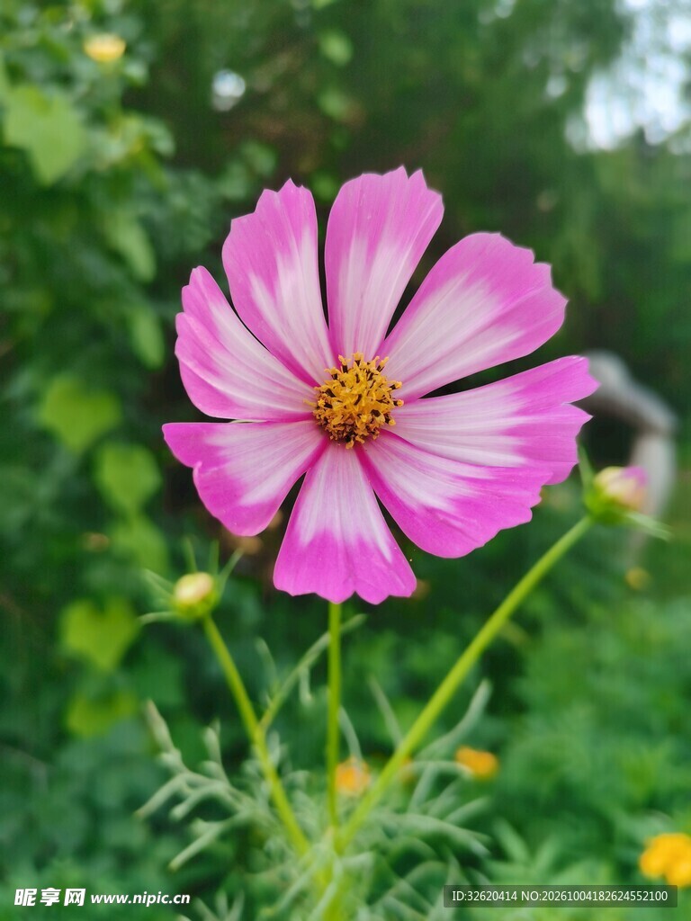 盛开的粉色波斯菊