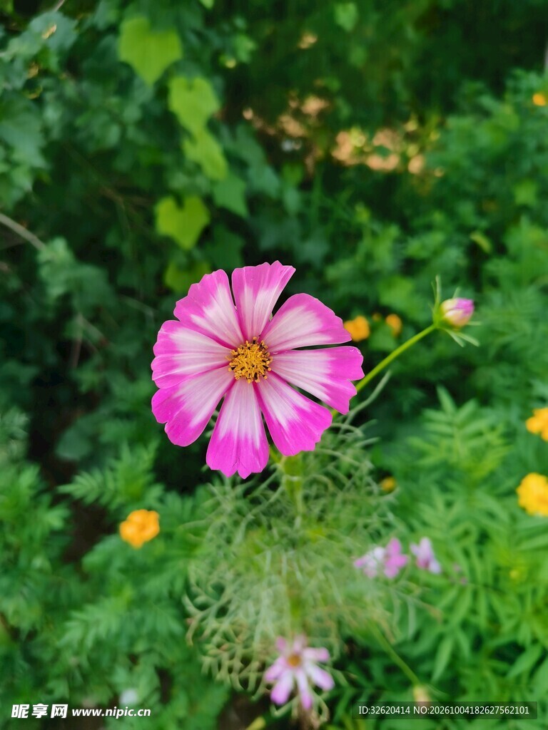 格桑花 