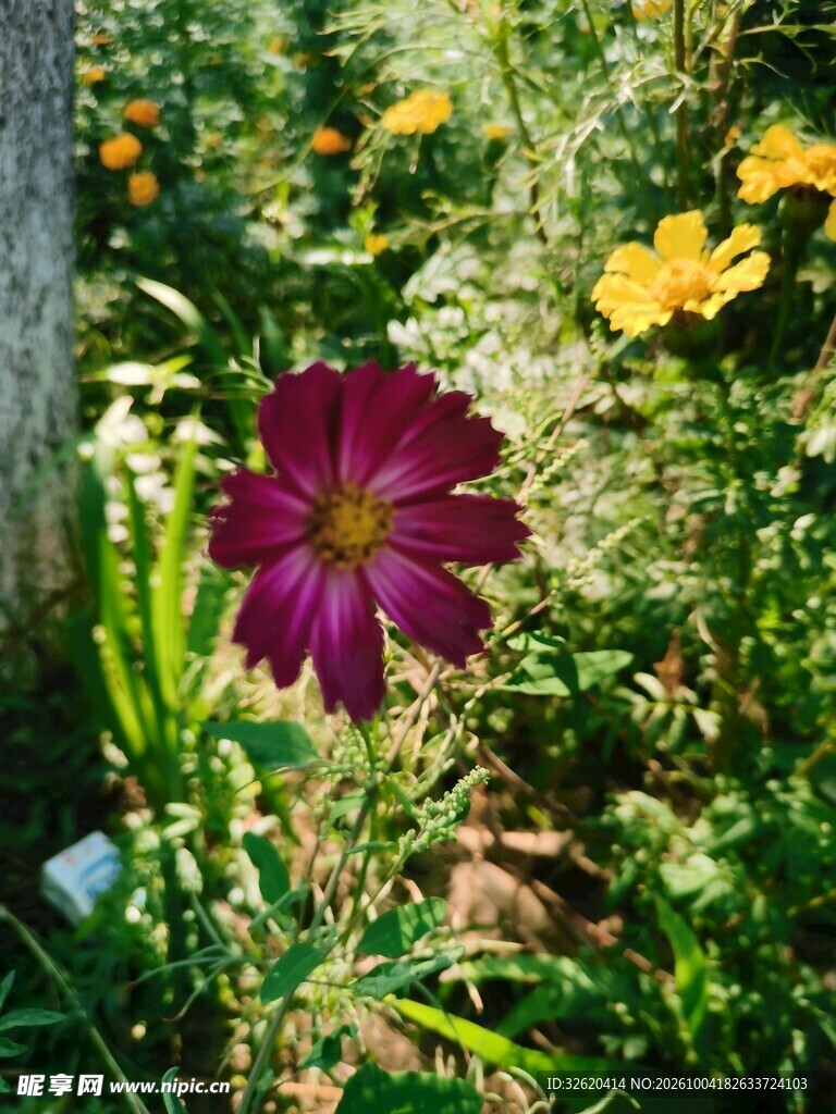 草丛中的紫红色鲜花
