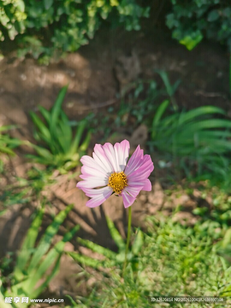 阳光下粉色小野花