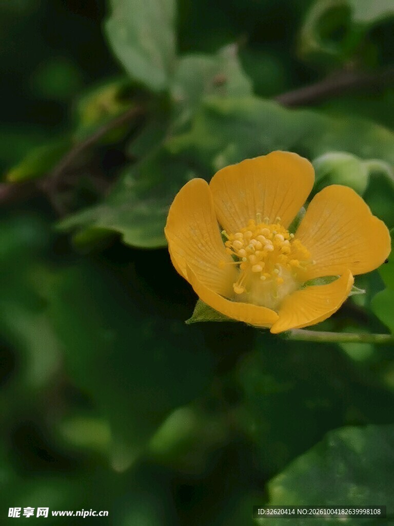 绿叶间的黄色小花