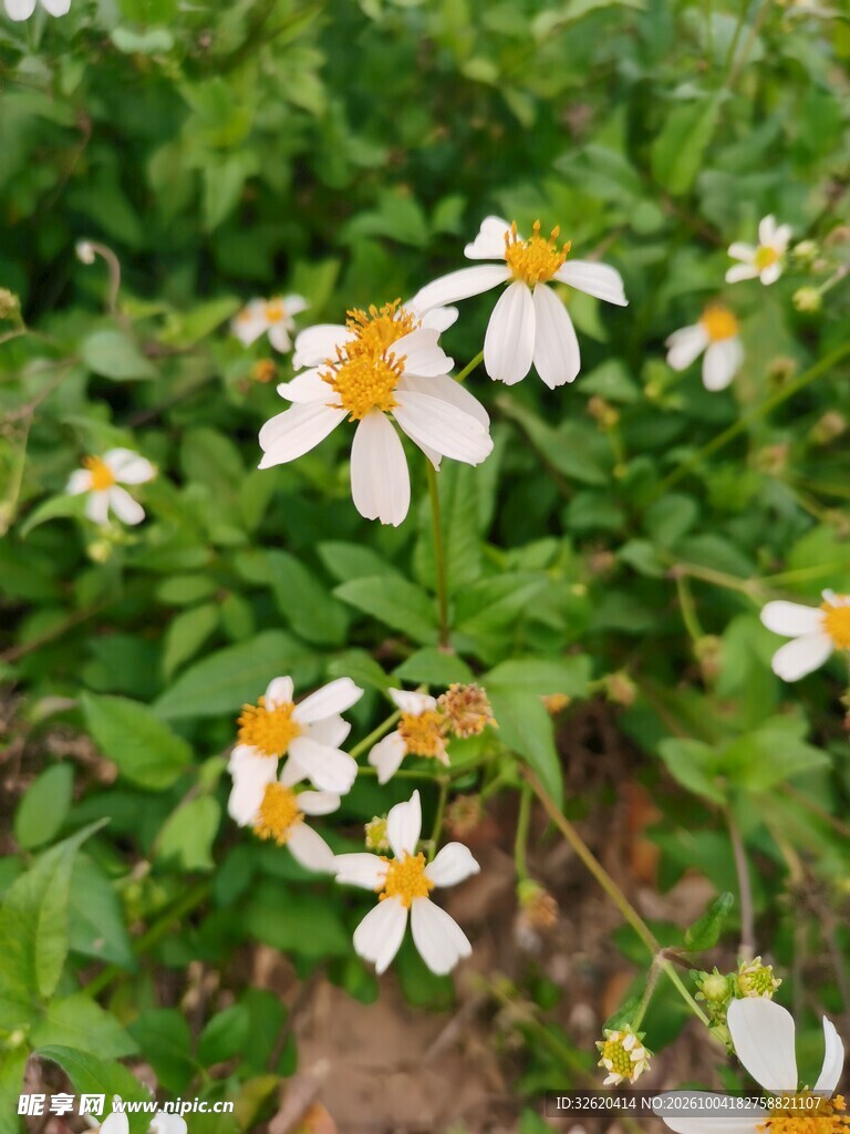白瓣黄心小野花