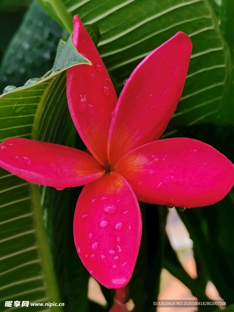 鸡蛋花
