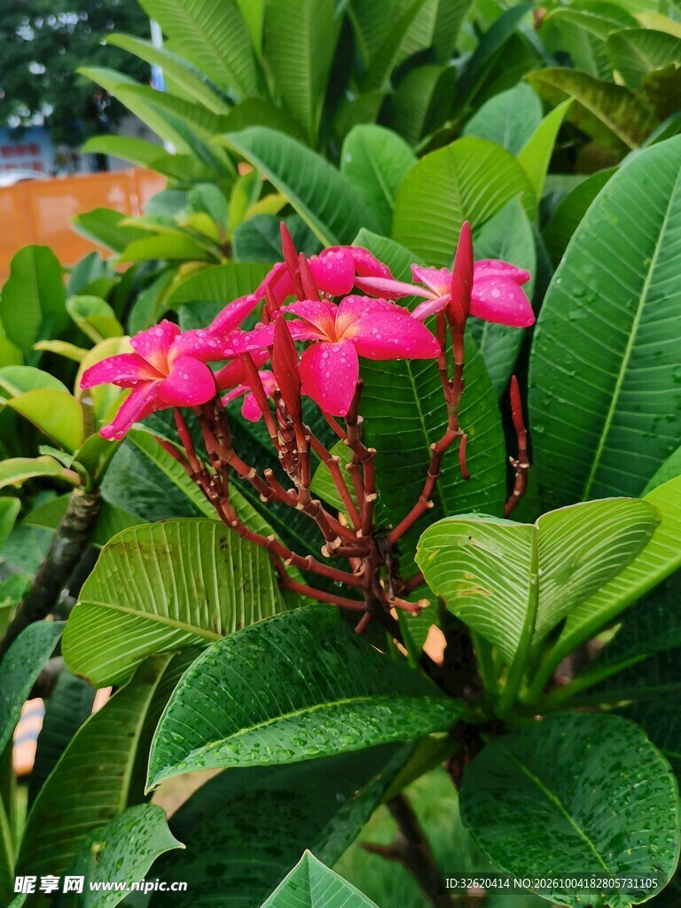 鸡蛋花