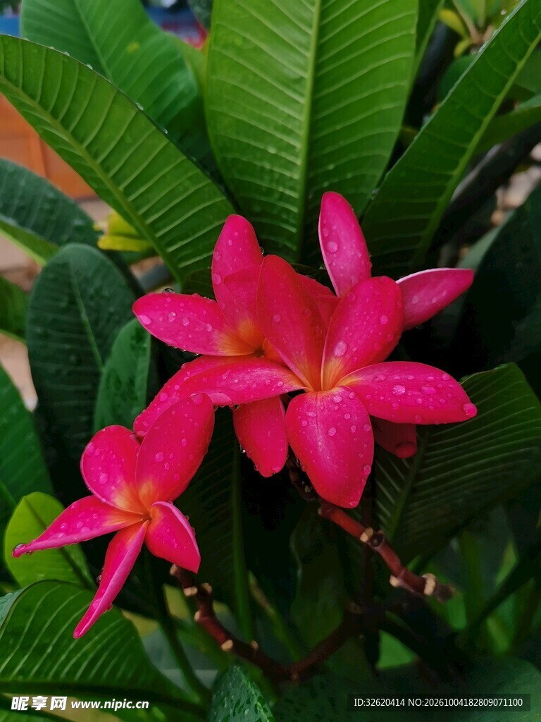 鸡蛋花
