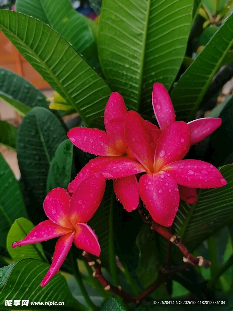 鸡蛋花