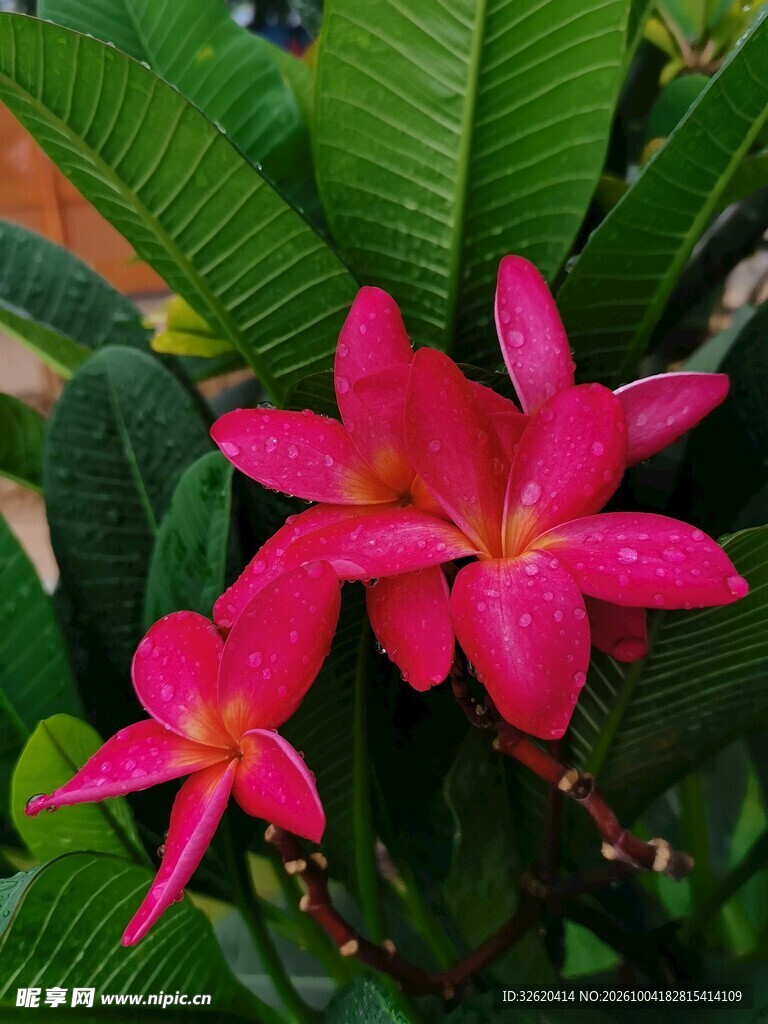 鸡蛋花