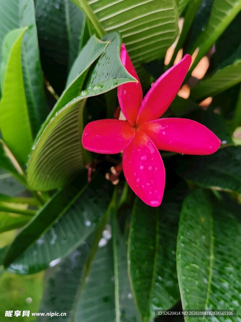 鸡蛋花
