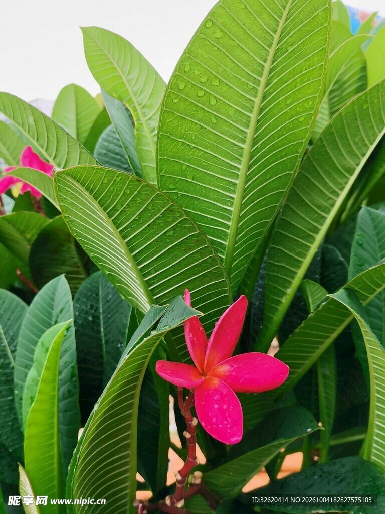 鸡蛋花