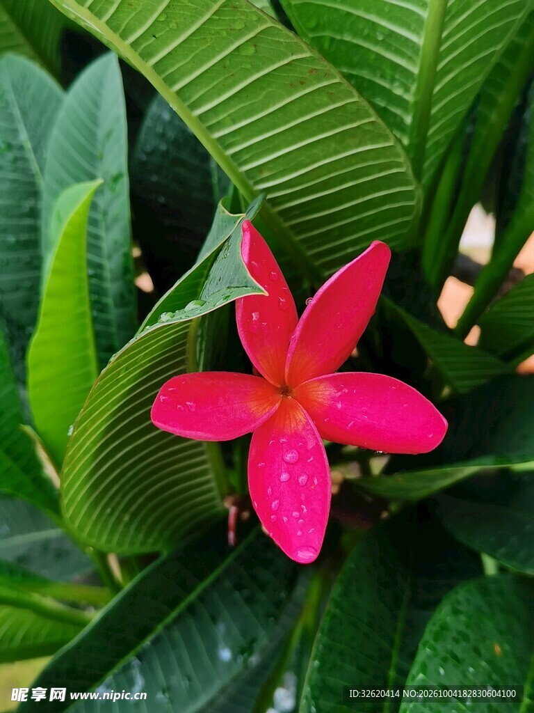鸡蛋花