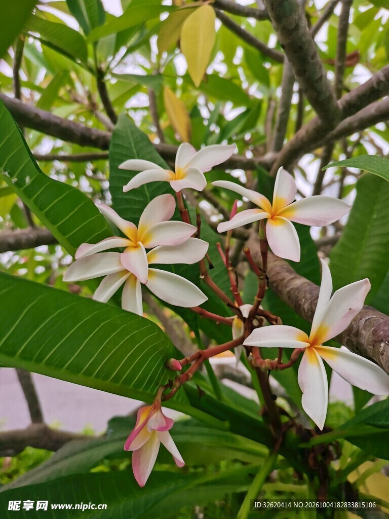 枝头盛放的鸡蛋花