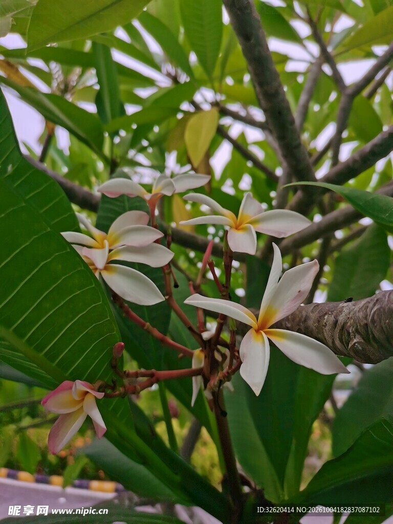 枝头绽放的鸡蛋花
