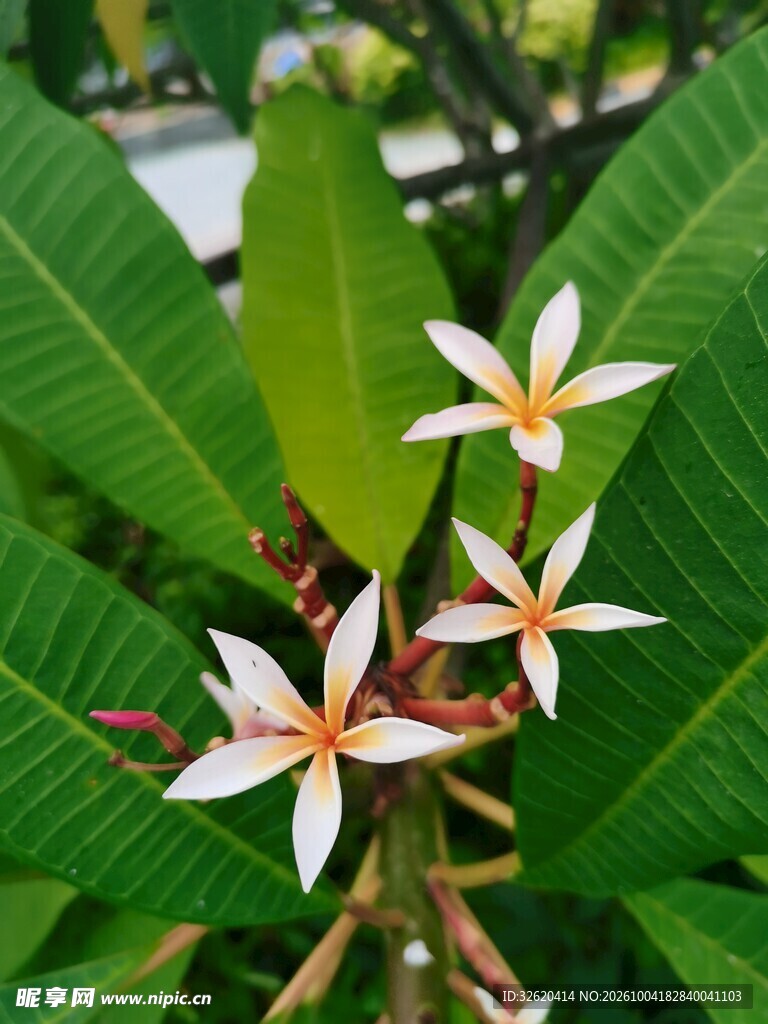 鸡蛋花