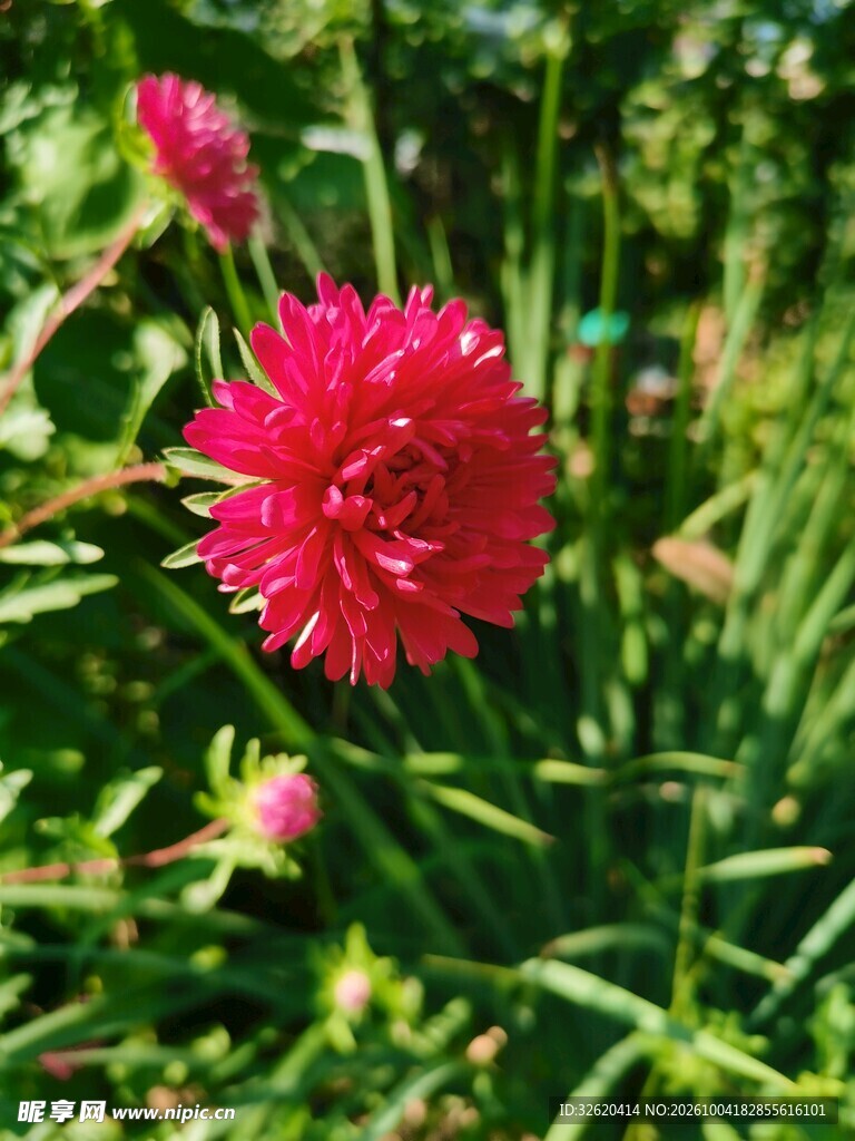 红色大丽花盛开