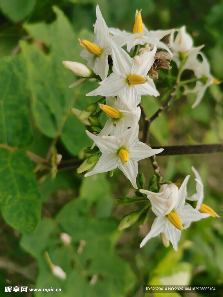白色星状小花特写