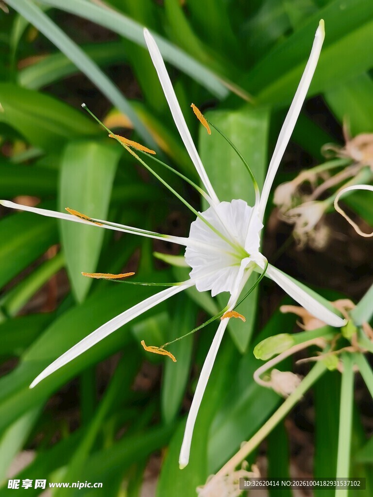 白色蜘蛛兰花卉特写