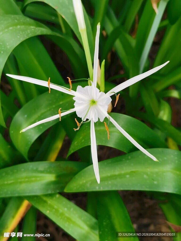 白色蜘蛛兰花卉特写