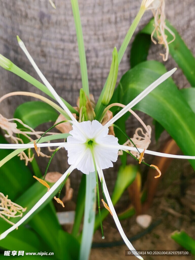 白色蜘蛛兰特写