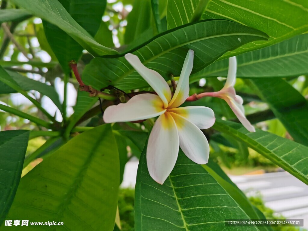 绿叶丛中鸡蛋花