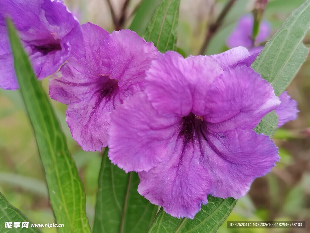 紫色翠芦莉花朵特写