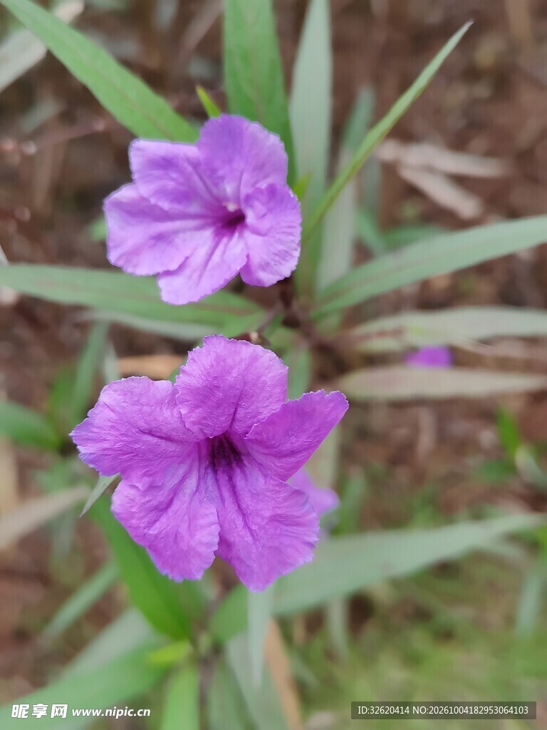 翠芦莉紫色花卉特写