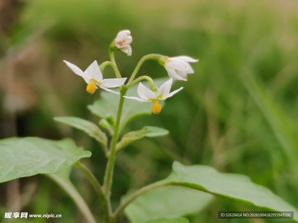 野生白色小花特写