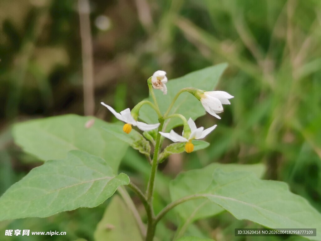 林间野生小白花