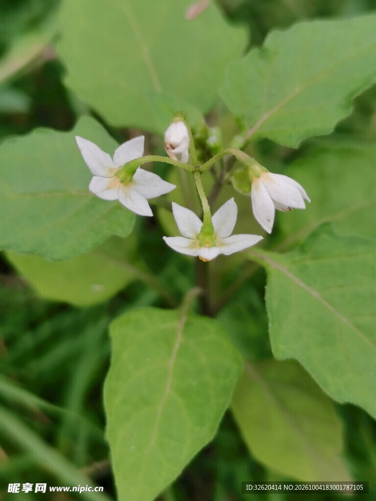 绿叶间的白色小野花