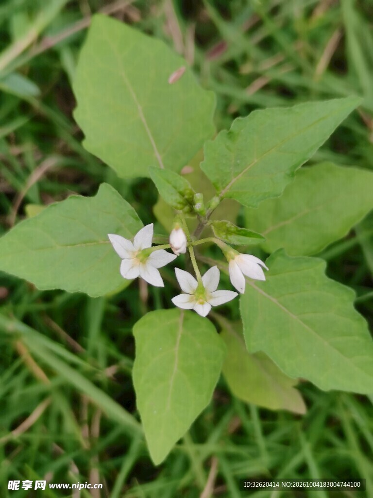 野生白花植株特写