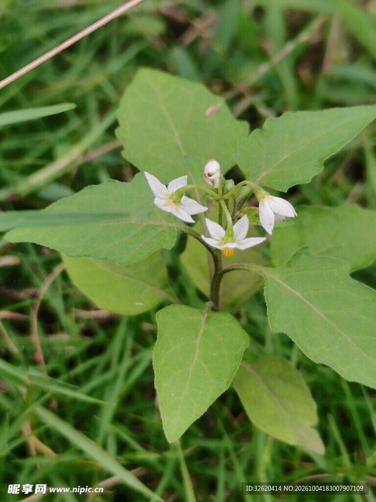 野外草本白色小野花