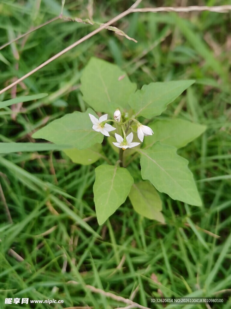 野外草丛中的白花植物
