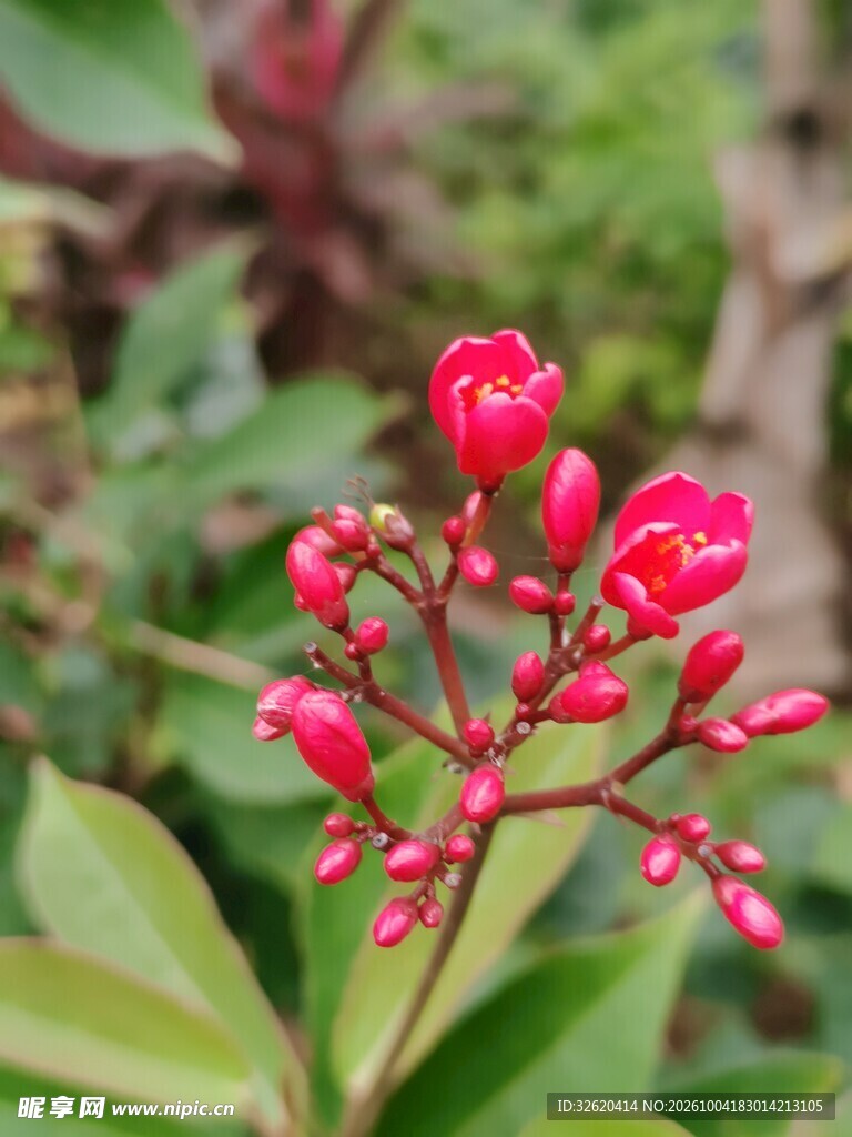 红色花苞植物特写
