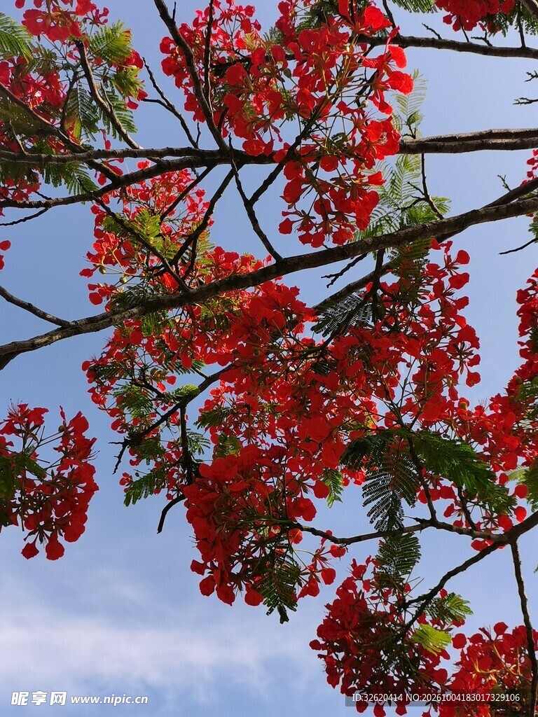 晴空下的红花树枝