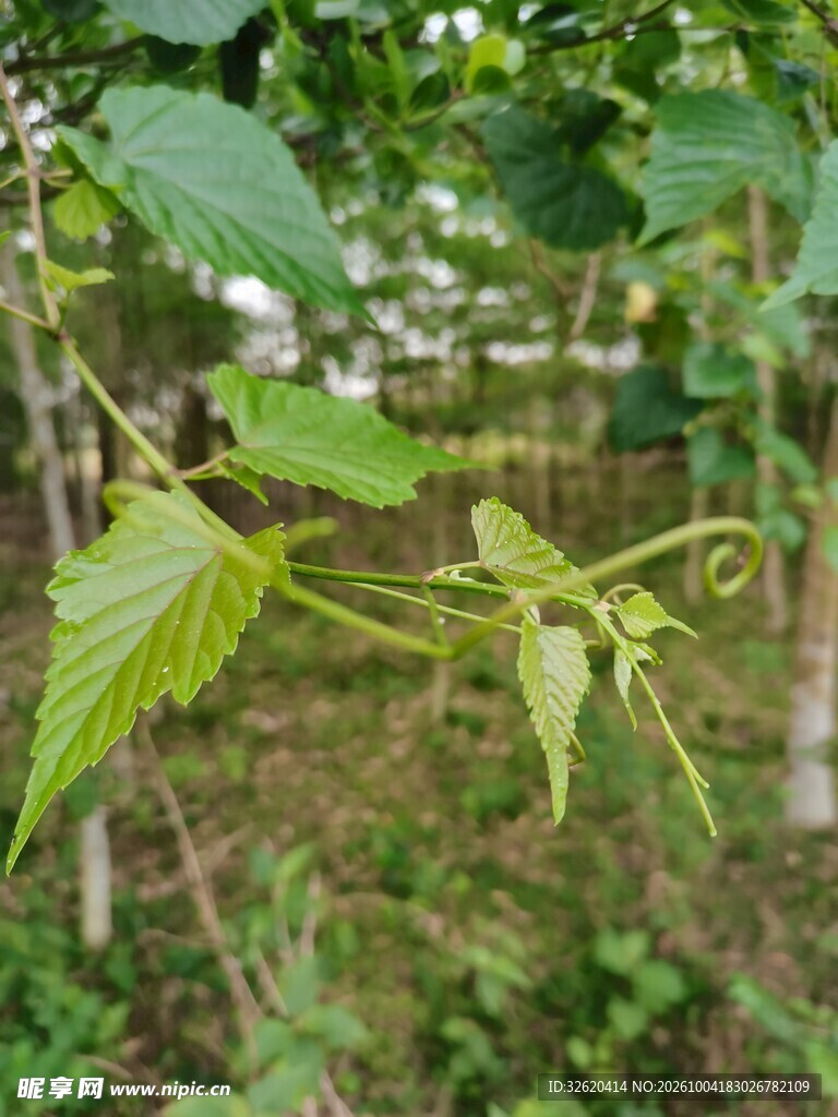 藤蔓嫩叶自然绿植景致