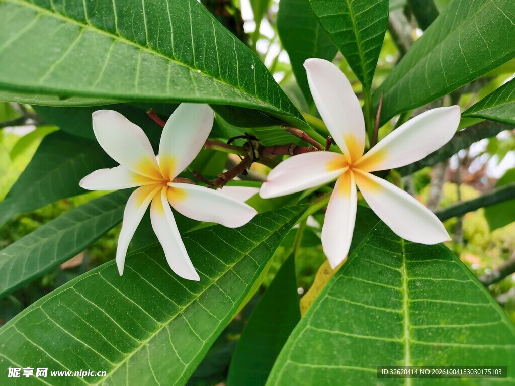 两朵清新鸡蛋花
