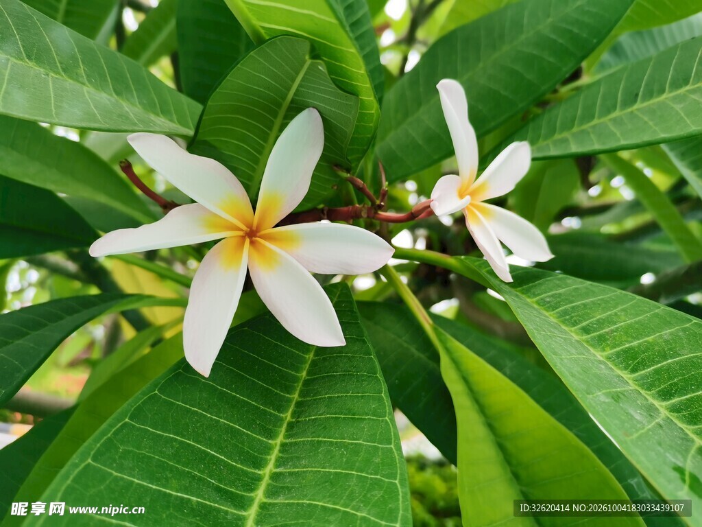 绿叶丛中鸡蛋花
