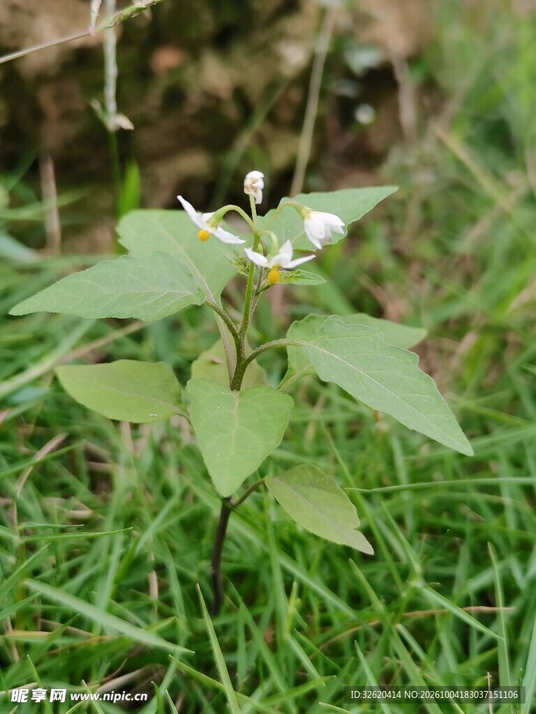 草地间的野生小白花